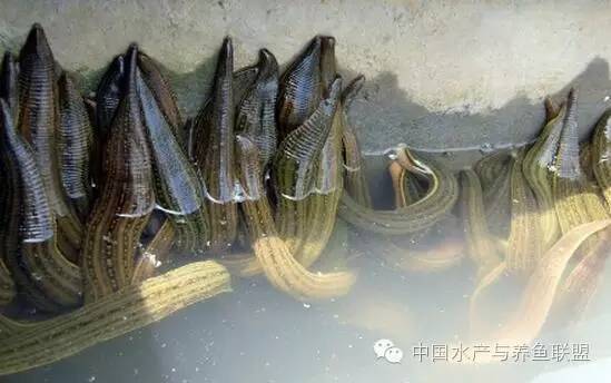 蚂蝗养殖-水蛭养殖是致富好项目还是骗局？一养殖户养水蛭两年亏200万