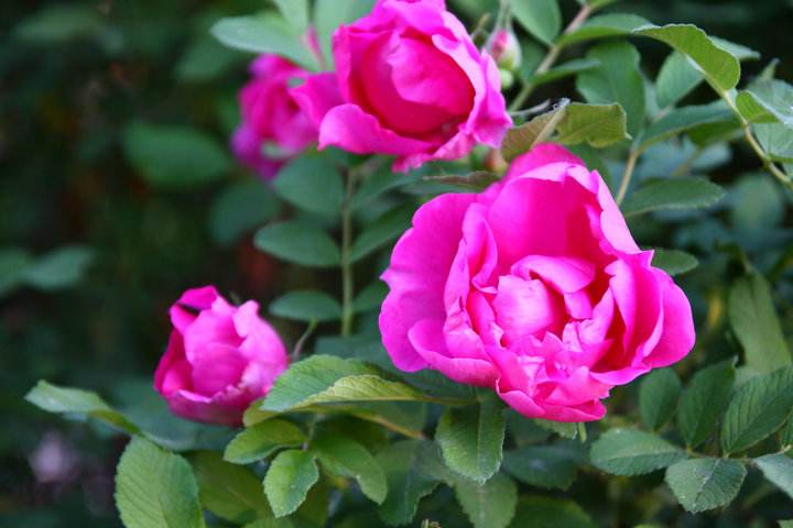 自是指物作诗立就-中考夺冠之文言文阅读解析一