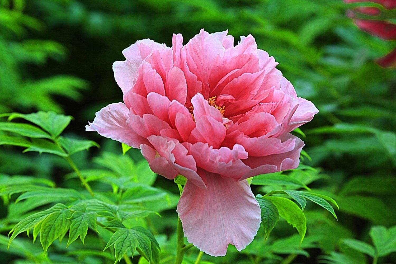 自是指物作诗立就_作诗的意思_指物作诗立就