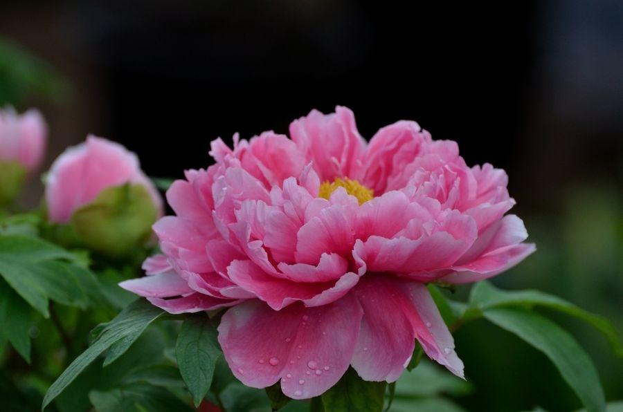 自是指物作诗立就_指物作诗立就_作诗的意思