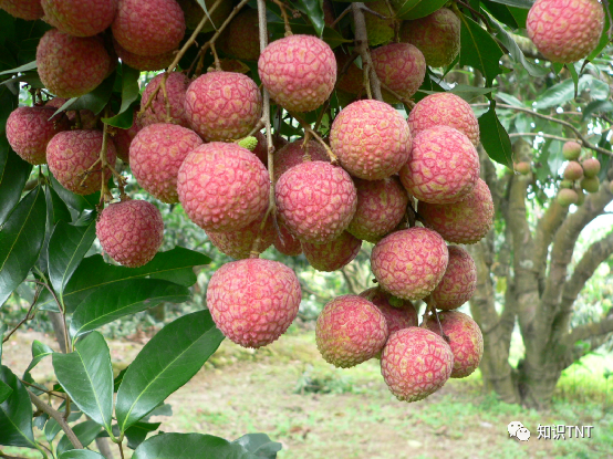 杨贵妃吃荔枝诗_杨贵妃吃荔枝的典故_典故贵妃吃杨荔枝的故事