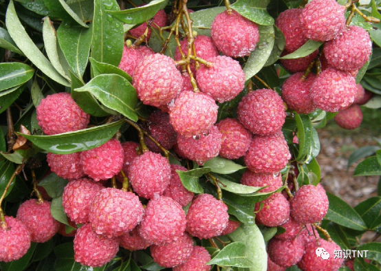 典故贵妃吃杨荔枝的故事_杨贵妃吃荔枝诗_杨贵妃吃荔枝的典故