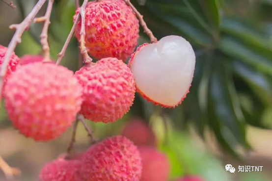 杨贵妃吃荔枝的典故_典故贵妃吃杨荔枝的故事_杨贵妃吃荔枝诗