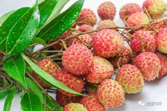 典故贵妃吃杨荔枝的故事_杨贵妃吃荔枝的典故_杨贵妃吃荔枝诗