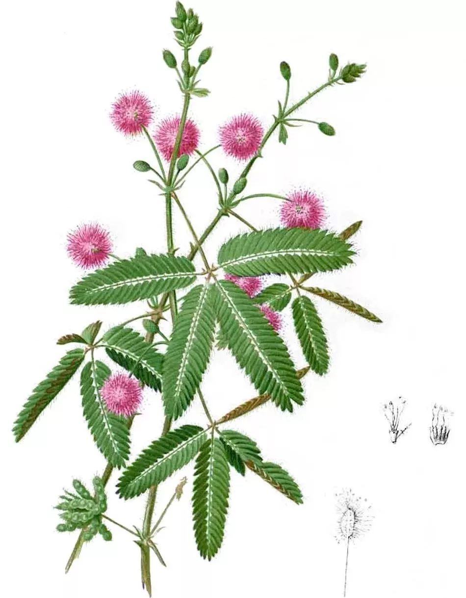 羞羞草_羞羞草_羞羞草