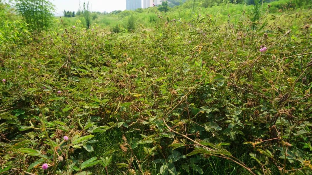 羞羞草_羞羞草_羞羞草