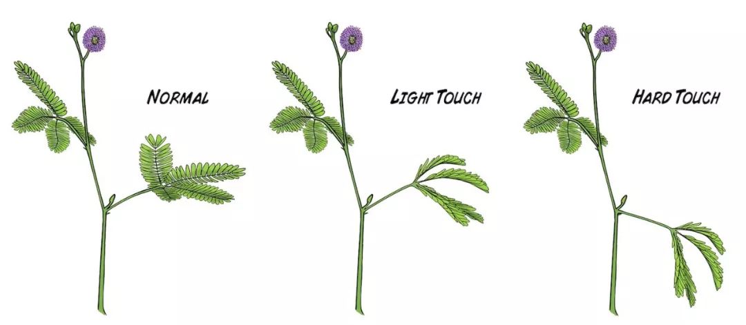 羞羞草_羞羞草_羞羞草