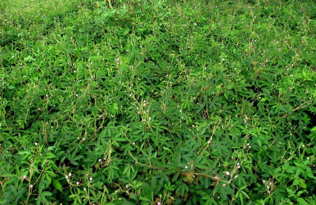 羞羞草_羞羞草_羞羞草