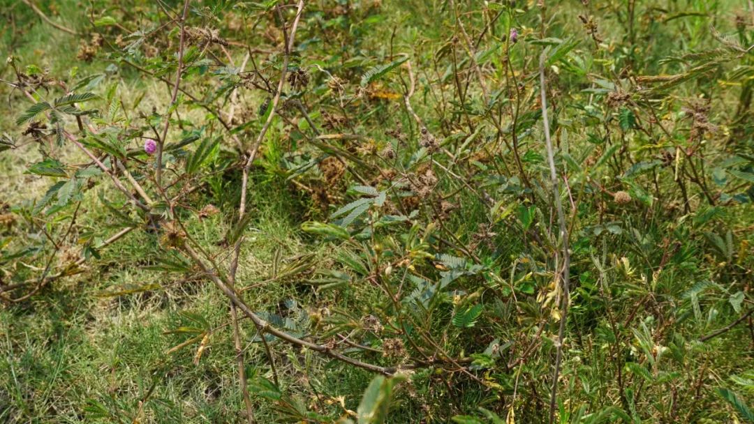 羞羞草_羞羞草_羞羞草