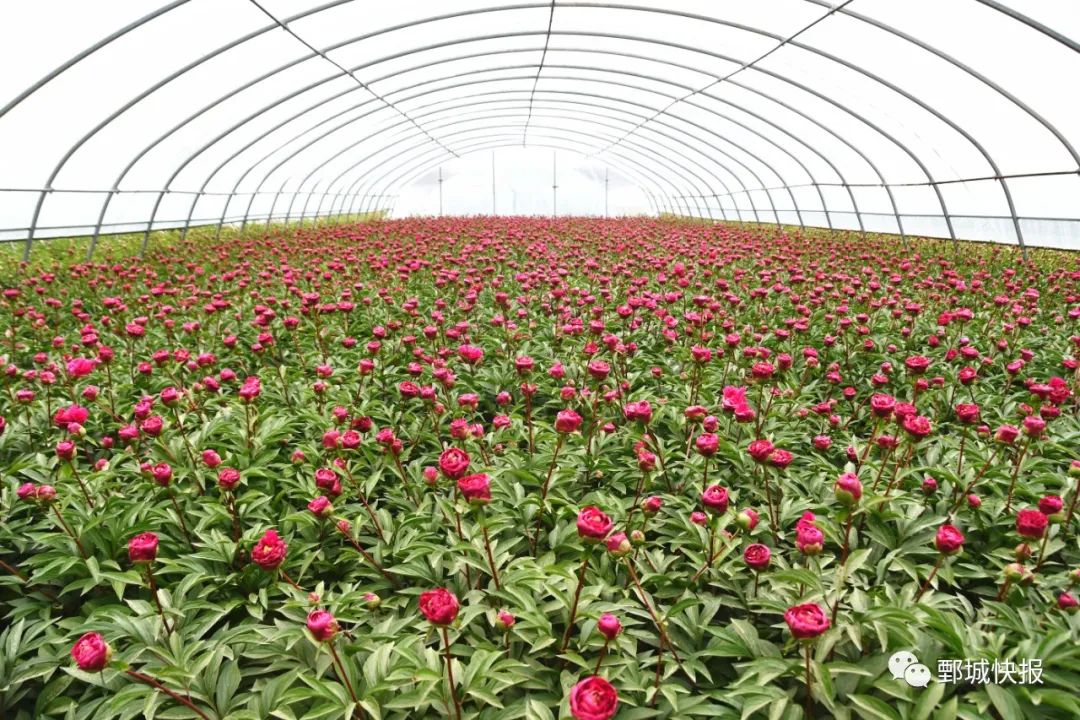 芍药鲜切花美景变“钱”景