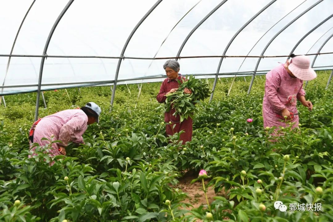芍药鲜切花能开多久_芍药鲜切花_芍药鲜切花期多长时间