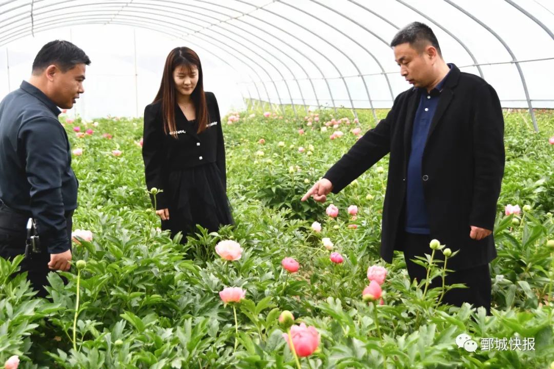 芍药鲜切花期多长时间_芍药鲜切花能开多久_芍药鲜切花