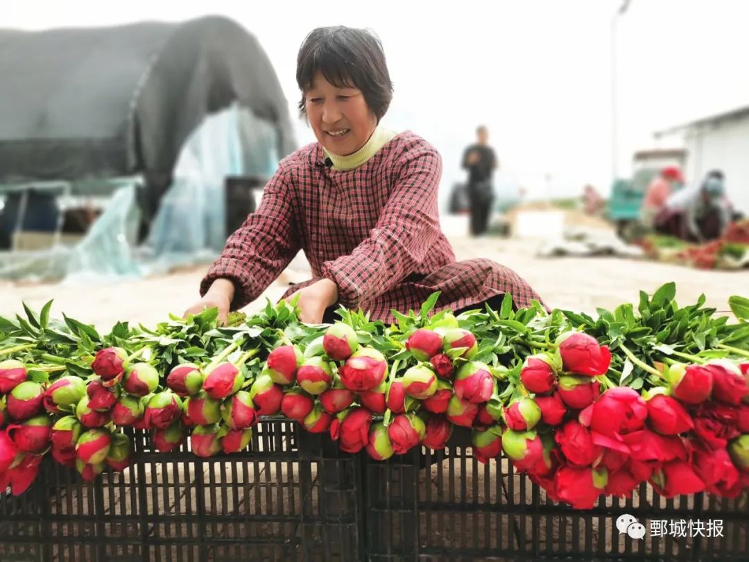 芍药鲜切花_芍药鲜切花能开多久_芍药鲜切花期多长时间