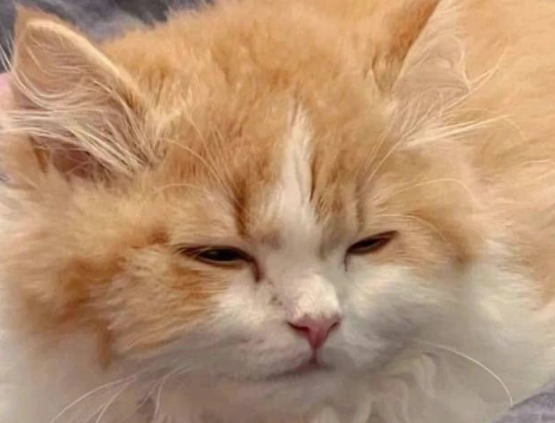 萌萌人是什么意思_萌萌意思是什么_萌形容人是什么意思