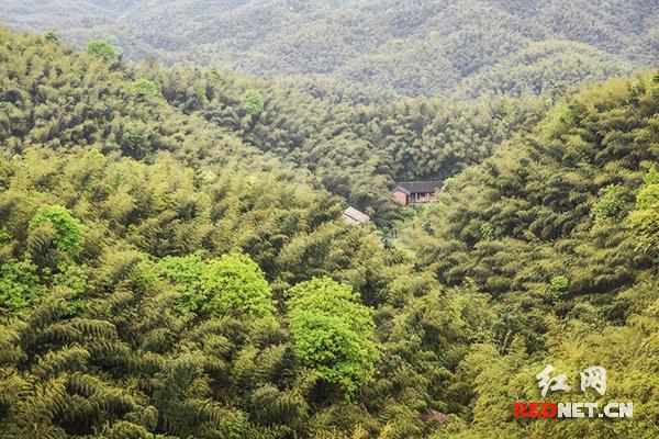 芦笋茶_芦笋茶_芦笋茶