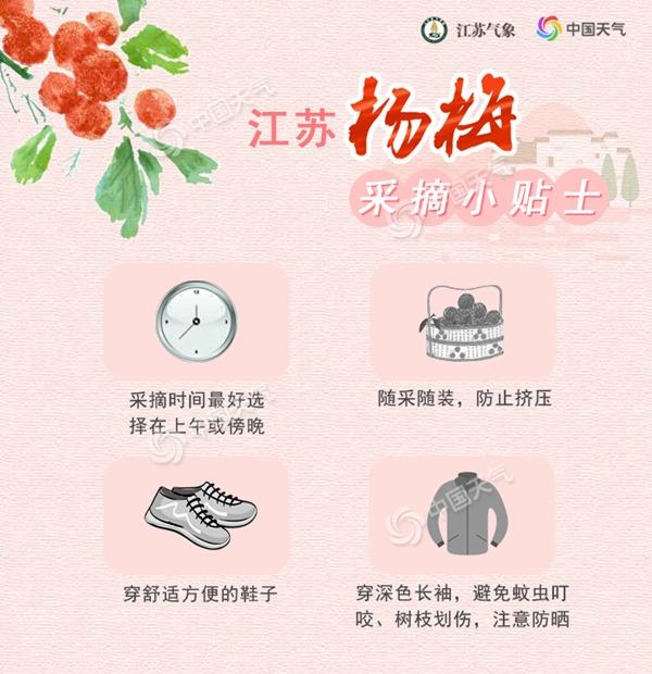 杨梅季节是几月份_杨梅季节是几月_几月份是杨梅季节