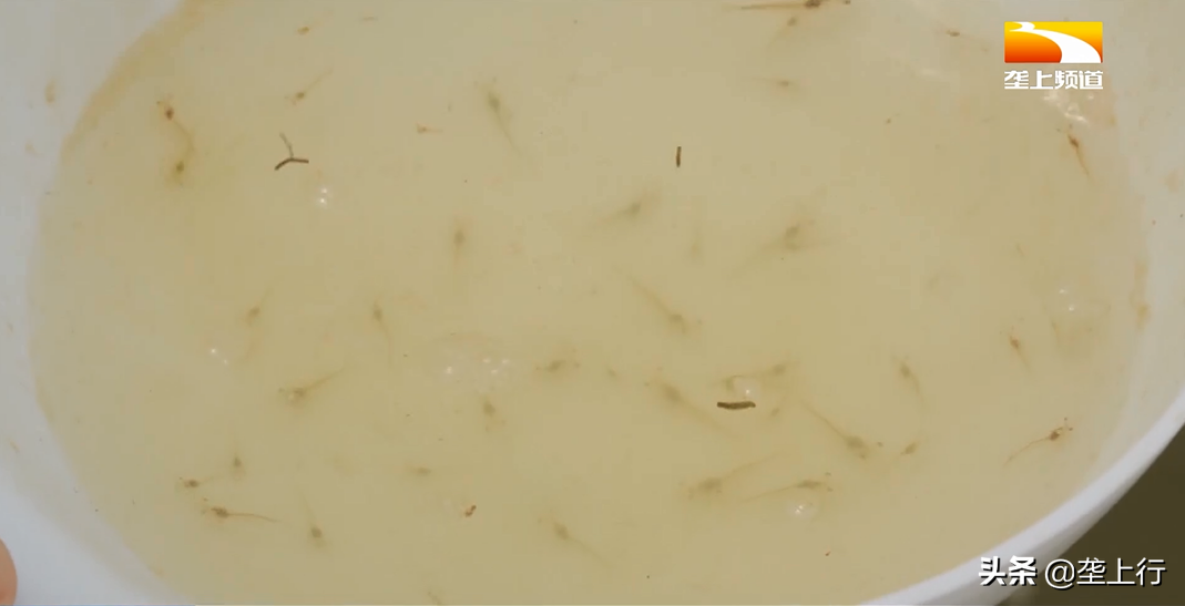 淡水对虾和海水对虾的区别_海水淡水对虾是什么虾_对虾是淡水还是海水