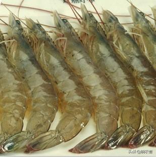 对虾是淡水还是海水-越南对虾是淡水虾吗？和中国对虾的区别是什么？