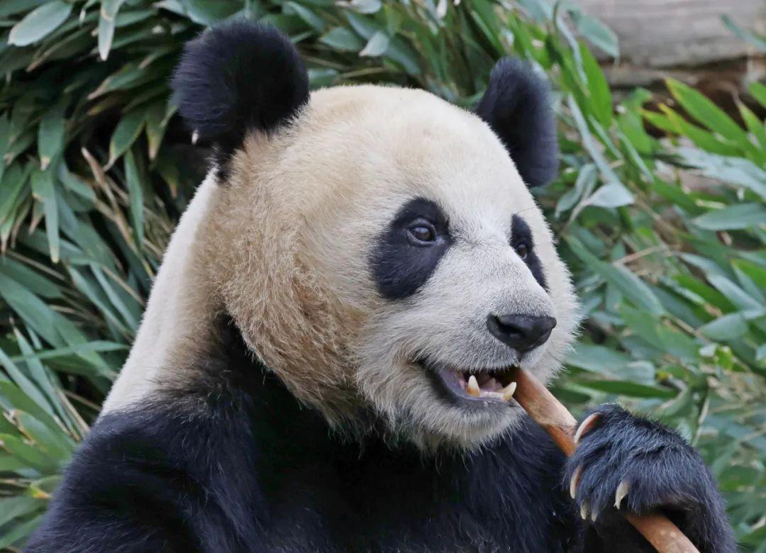 大熊猫生活环境-在四川，野生大熊猫经常下山串门儿说明什么？