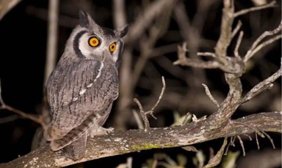 猫头鹰是鸟类吗-民间常说：猫头鹰连叫三天，家中必有人离世，原理是什么？