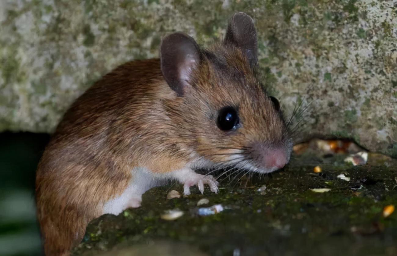 猫头鹰是鸟类吗_鸟类猫头鹰是鸟类吗_猫头鹰是鸟类还是猫类