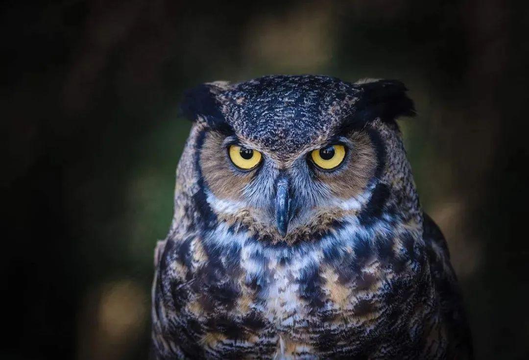 猫头鹰是鸟类吗_猫头鹰是鸟类还是猫类_鸟类猫头鹰是鸟类吗