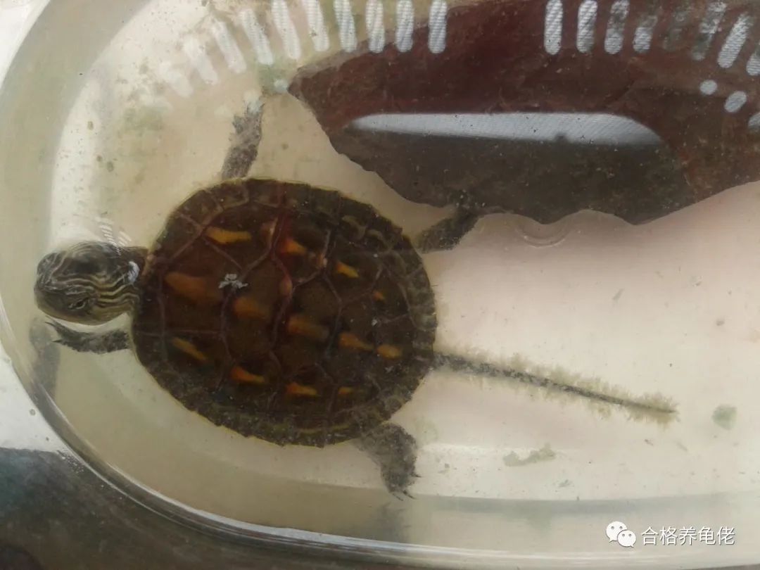 乌龟水霉病-说说龟的水霉病