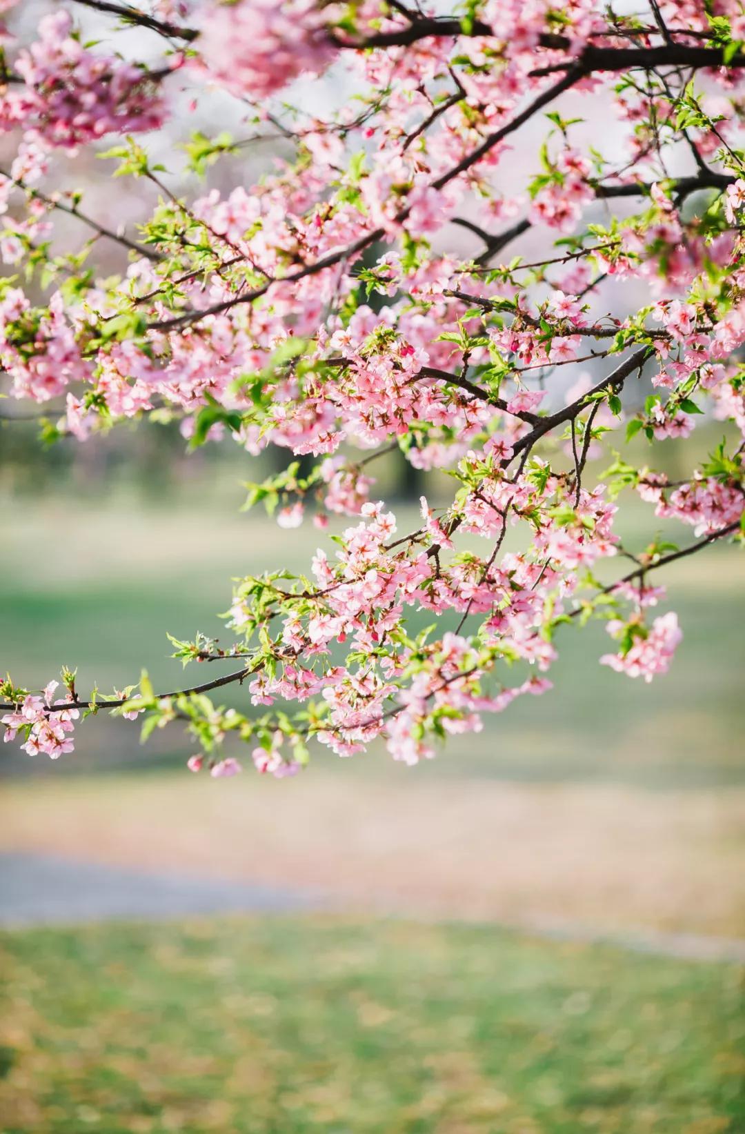 被动句的基本句式_被动句式的定义_被动句式的基本结构