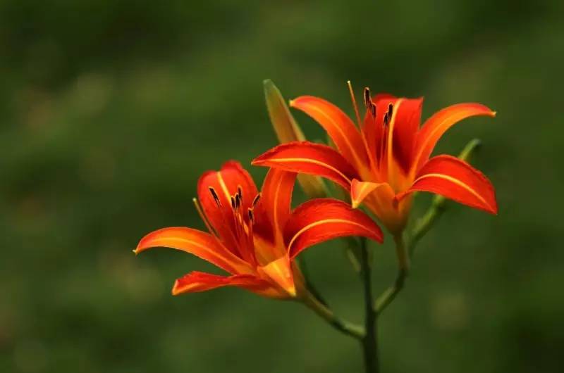 萱草 | 忘忧草如何使人忘忧？