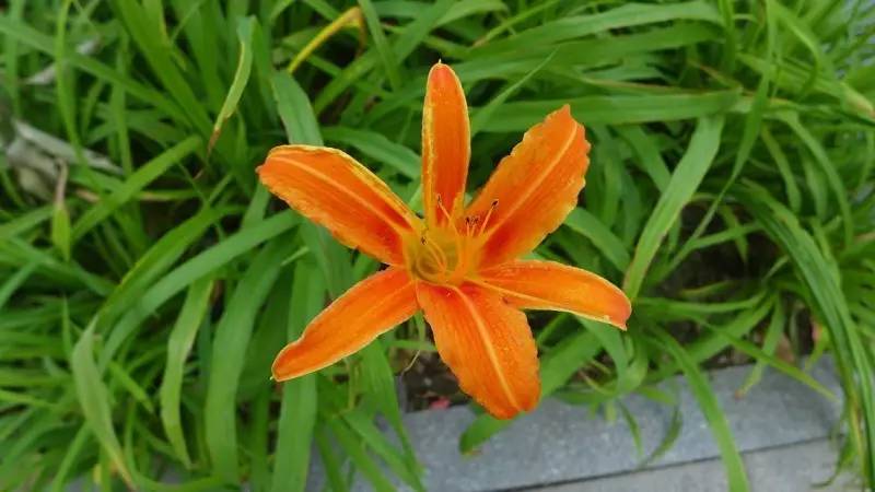 忘忧草_忘忧草_忘忧草