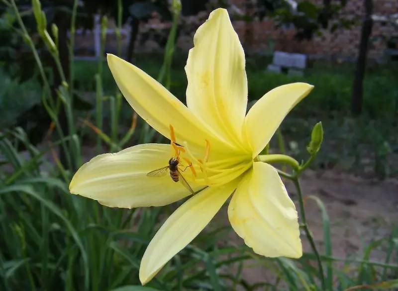 忘忧草_忘忧草_忘忧草