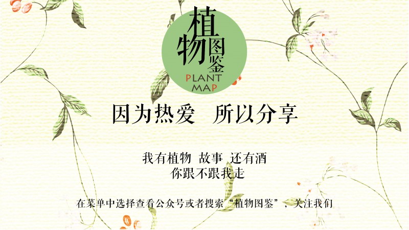 忘忧草_忘忧草_忘忧草