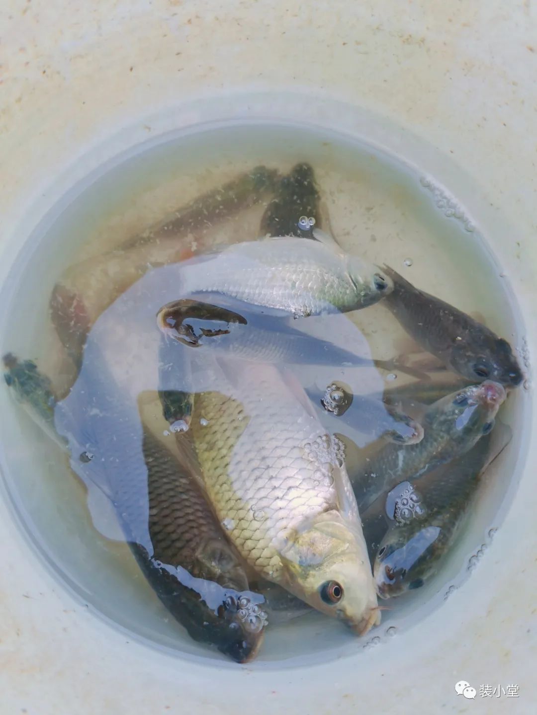 钓虾技巧-遛娃攻略|成都周边，周末1日游，钓虾摸鱼好去处！