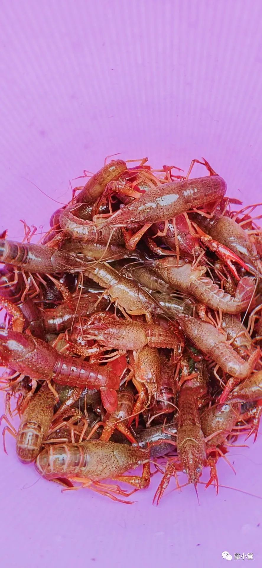 钓虾技巧_钓虾技巧大全_钓虾场钓虾技巧