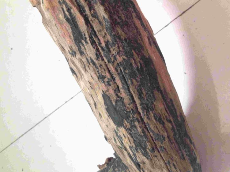 雷击木的功效与作用-雷击木是什么东西，为何能卖1000000元，真的值吗？