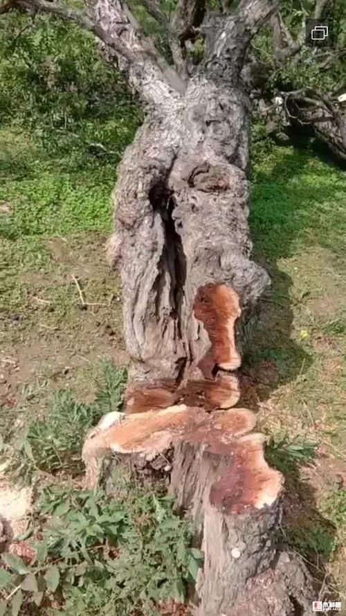 雷击木的功效与作用-传说中的辟邪“神木”一一雷击木