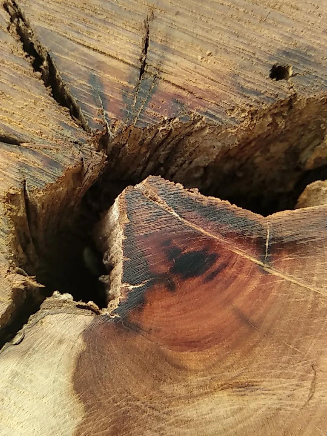 雷击木的功效与作用_雷击木功效能保持多久_功效雷击木作用是什么