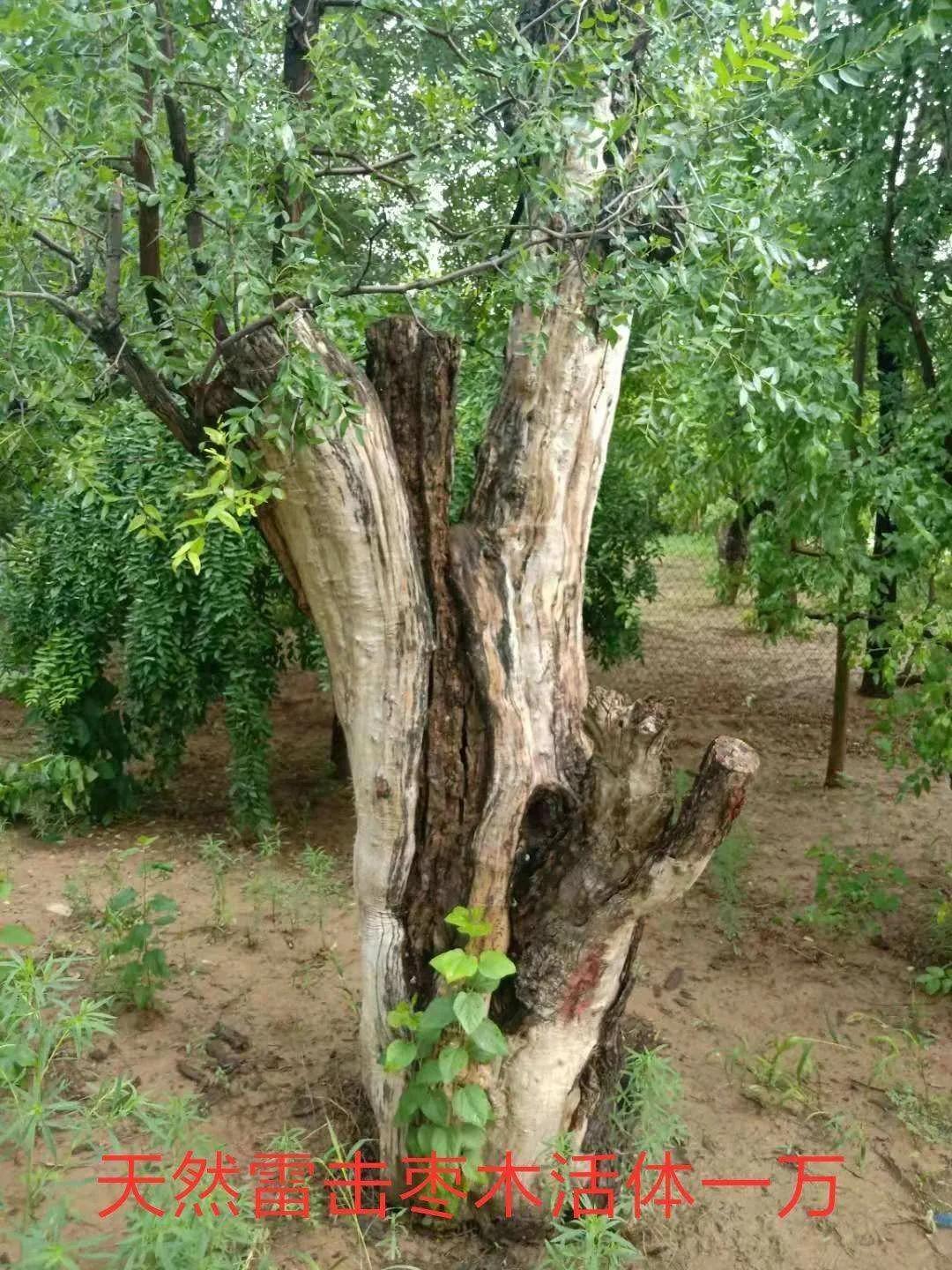 雷击木的功效与作用_功效雷击木作用是什么_雷击木功效能保持多久