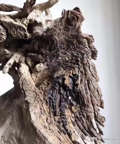 雷击木的功效与作用_功效雷击木作用是什么_雷击木功效能保持多久