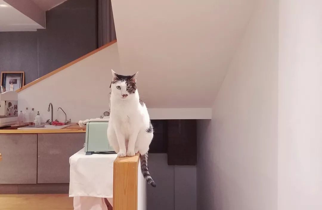 猫咖店是做什么的_猫咖店靠什么赚钱_猫咖店是什么