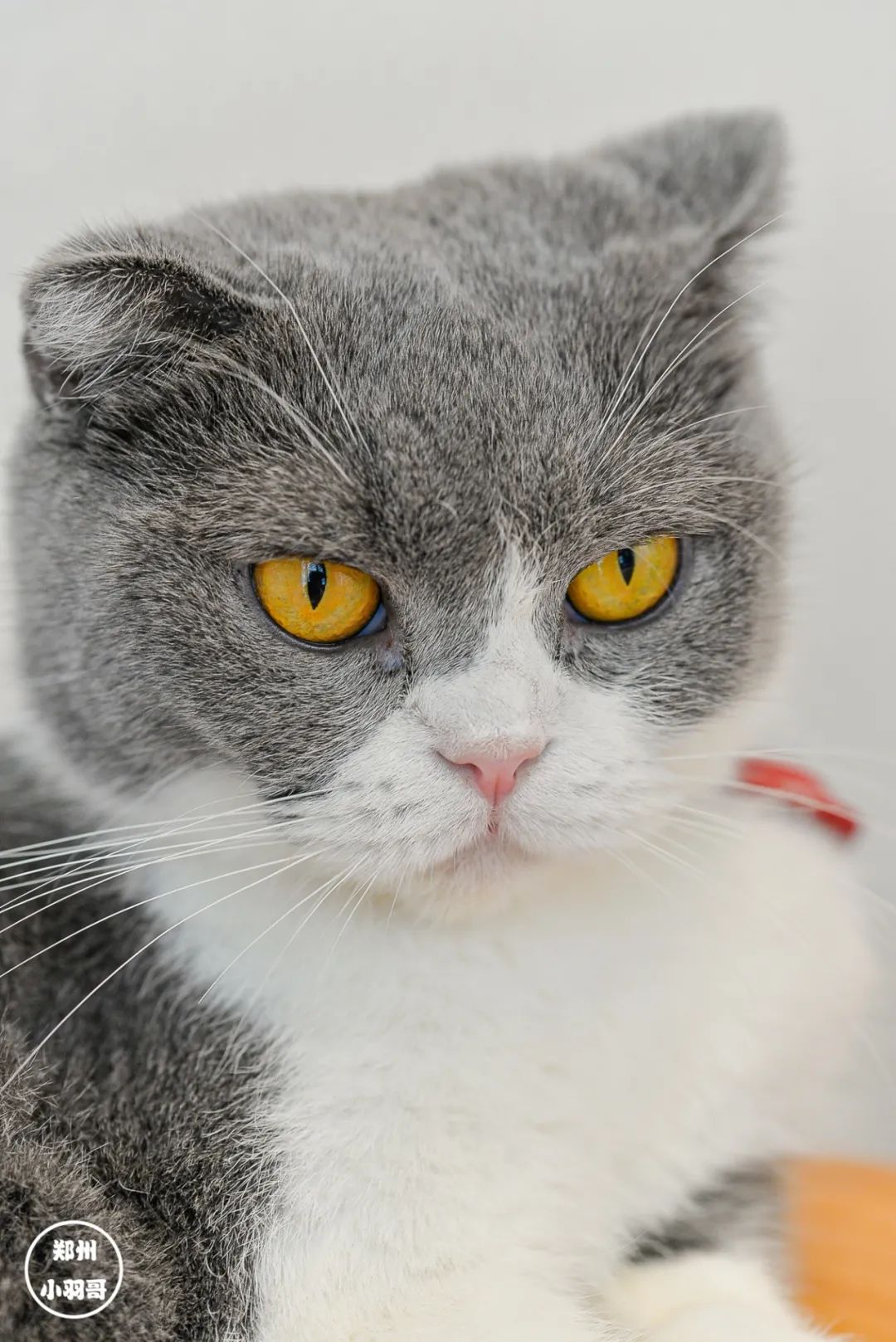 猫咖店是做什么的_猫咖店靠什么赚钱_猫咖店是什么