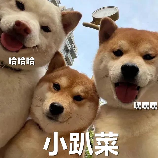 小趴菜表情包-近期热门表情包 I 哈哈哈哈 小趴菜