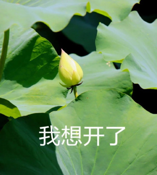小趴菜表情包_小趴菜方言是什么意思_趴菜表情包小女孩