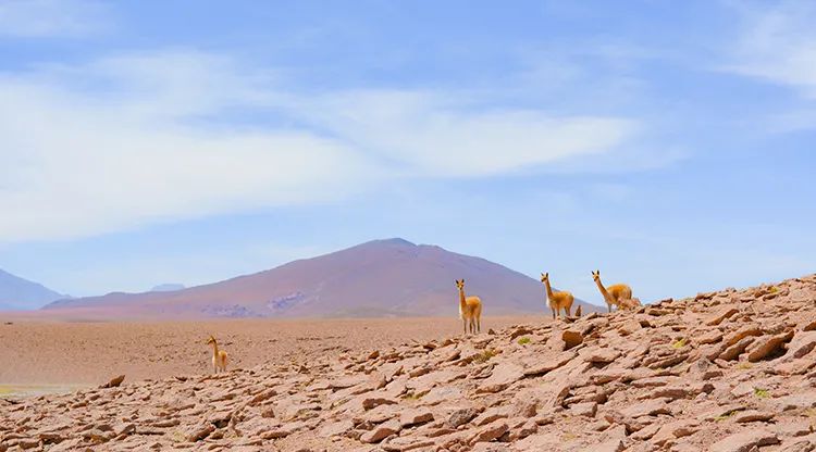 三伏天是什么意思_意思三伏天是成语吗_三伏天是什么意思请给我讲一讲