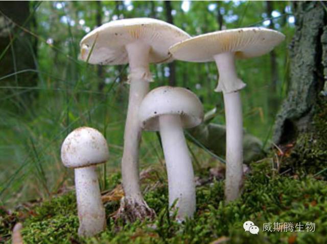 杨祝良小组新成果：“致命天使”鹅膏菌