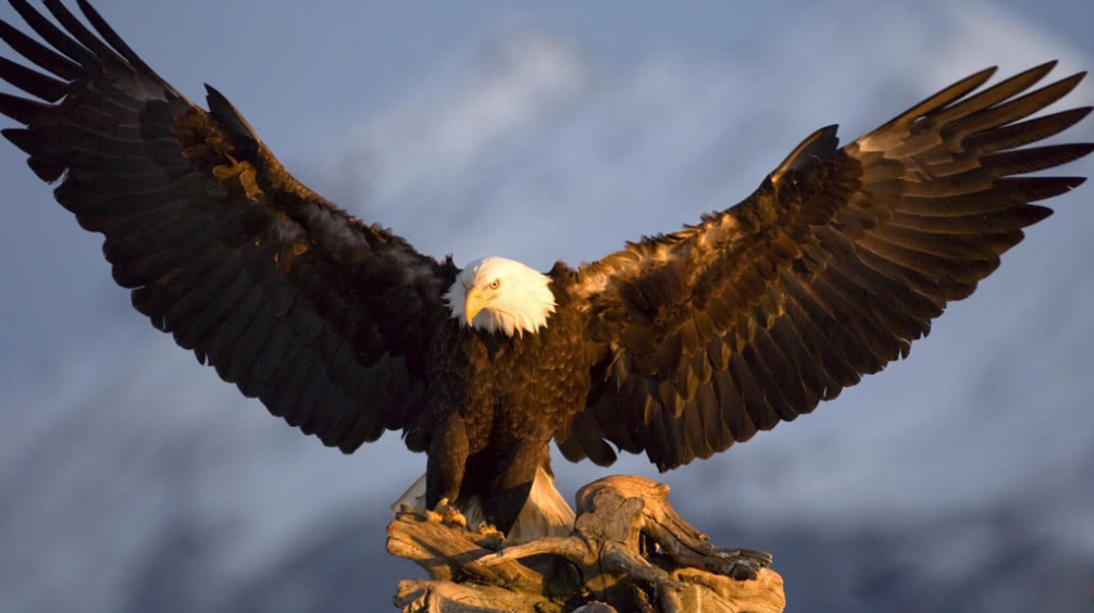 节气的处暑是什么意思_节气含义处暑是指什么_处暑节气的含义是什么
