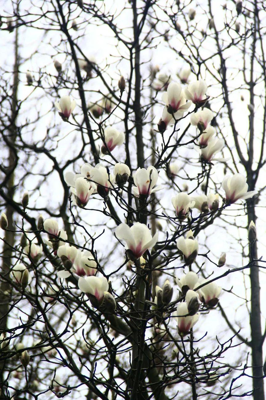 黄腹山雀黄雀哪个好_黄腹山雀_黄腹山雀好坏