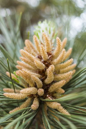 黄腹山雀_黄腹山雀黄雀哪个好_黄腹山雀好坏