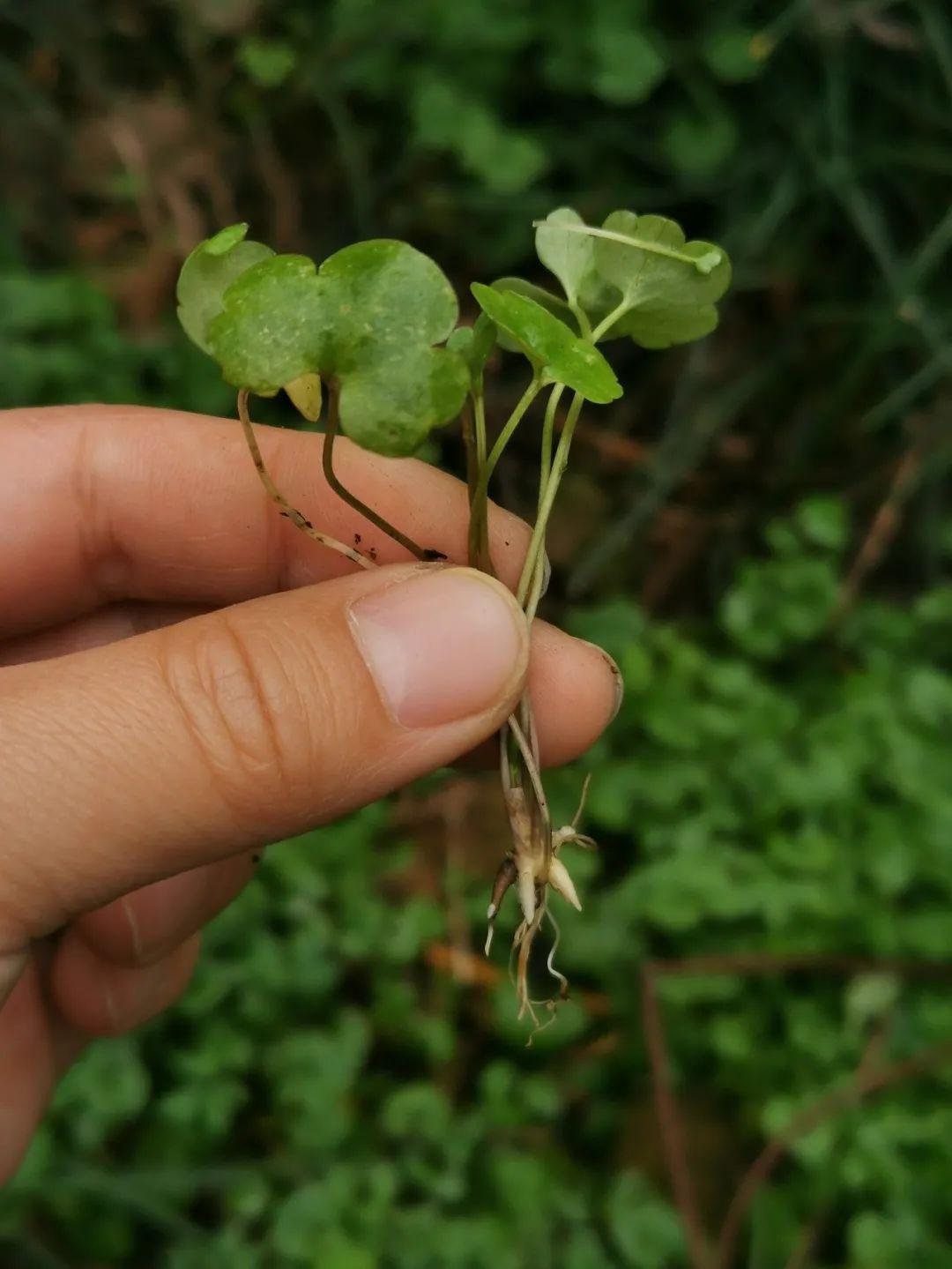 黄腹山雀好坏_黄腹山雀黄雀哪个好_黄腹山雀