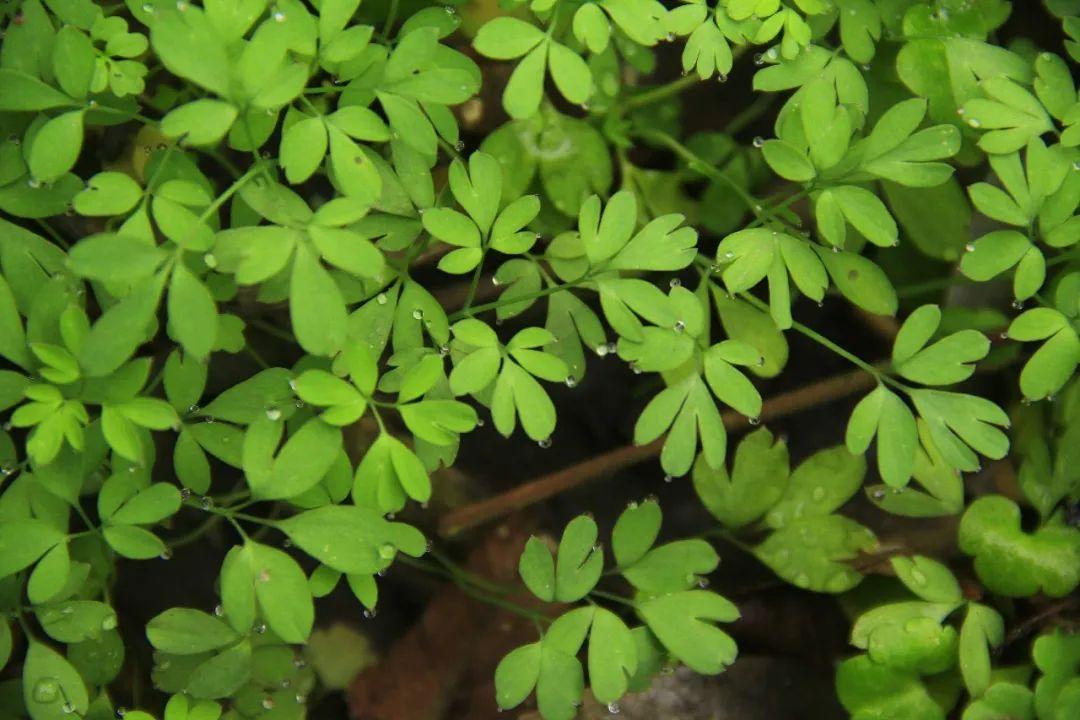 黄腹山雀_黄腹山雀黄雀哪个好_黄腹山雀好坏